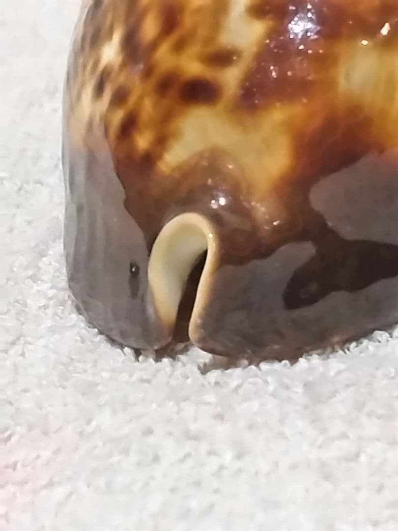 貝殻 ビードロダカラ (タカラガイ科)