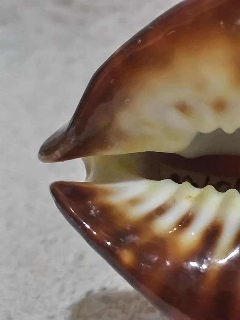 貝殻 ビードロダカラ (タカラガイ科)