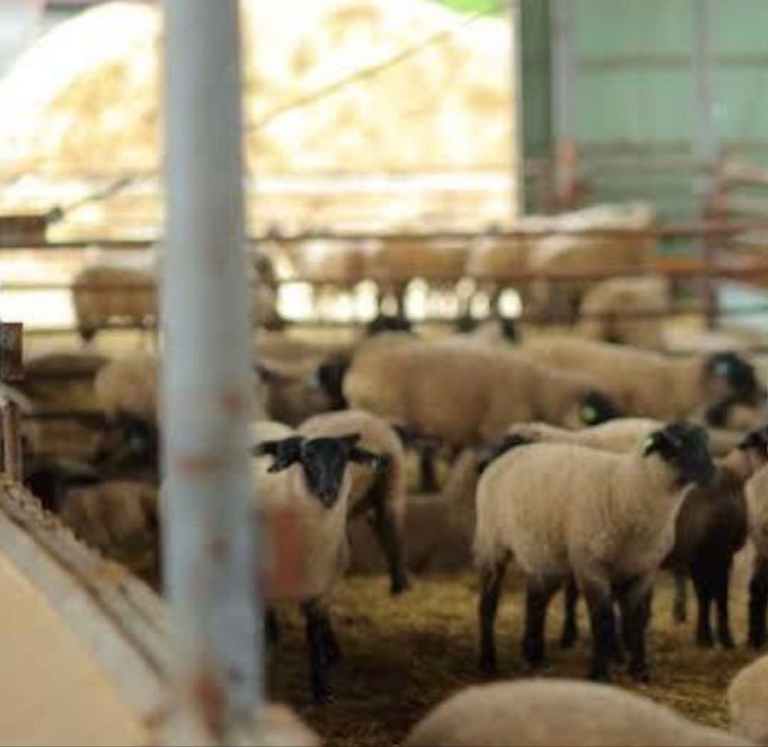 北海道 サフォーク 羊肉 一頭売り