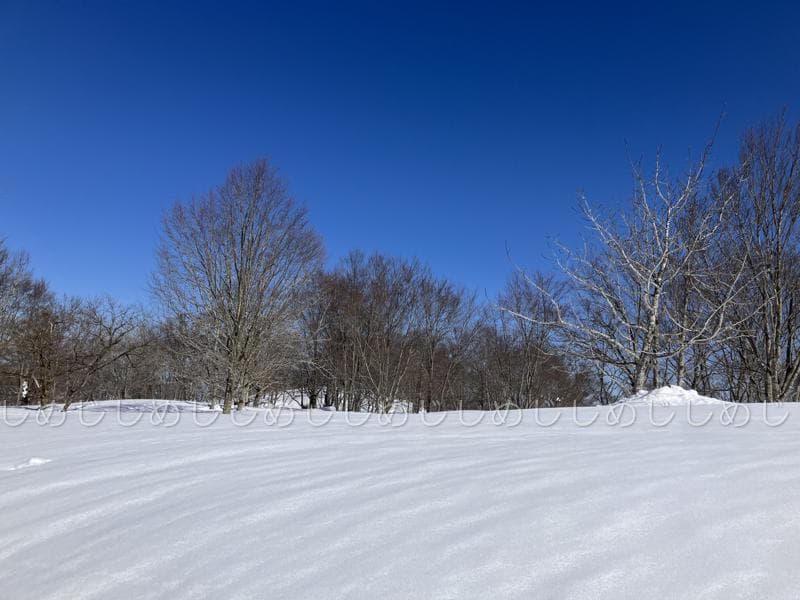 魚沼産コシヒカリ　令和7年産　白米　10キロ　米農家直送④