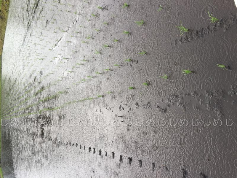 魚沼産コシヒカリ　令和7年産　白米　10キロ　米農家直送④