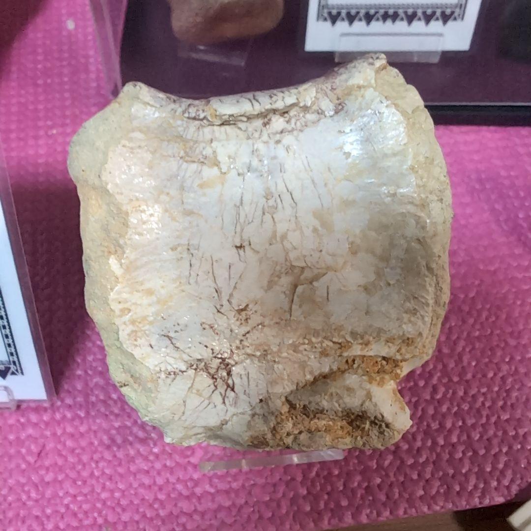 本物　スピノサウルス　骨化石　ラベル　台座付き