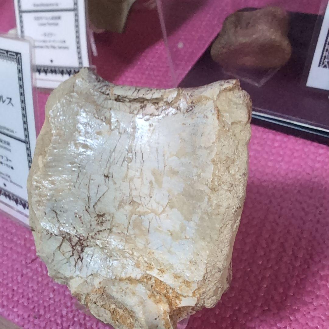 本物　スピノサウルス　骨化石　ラベル　台座付き