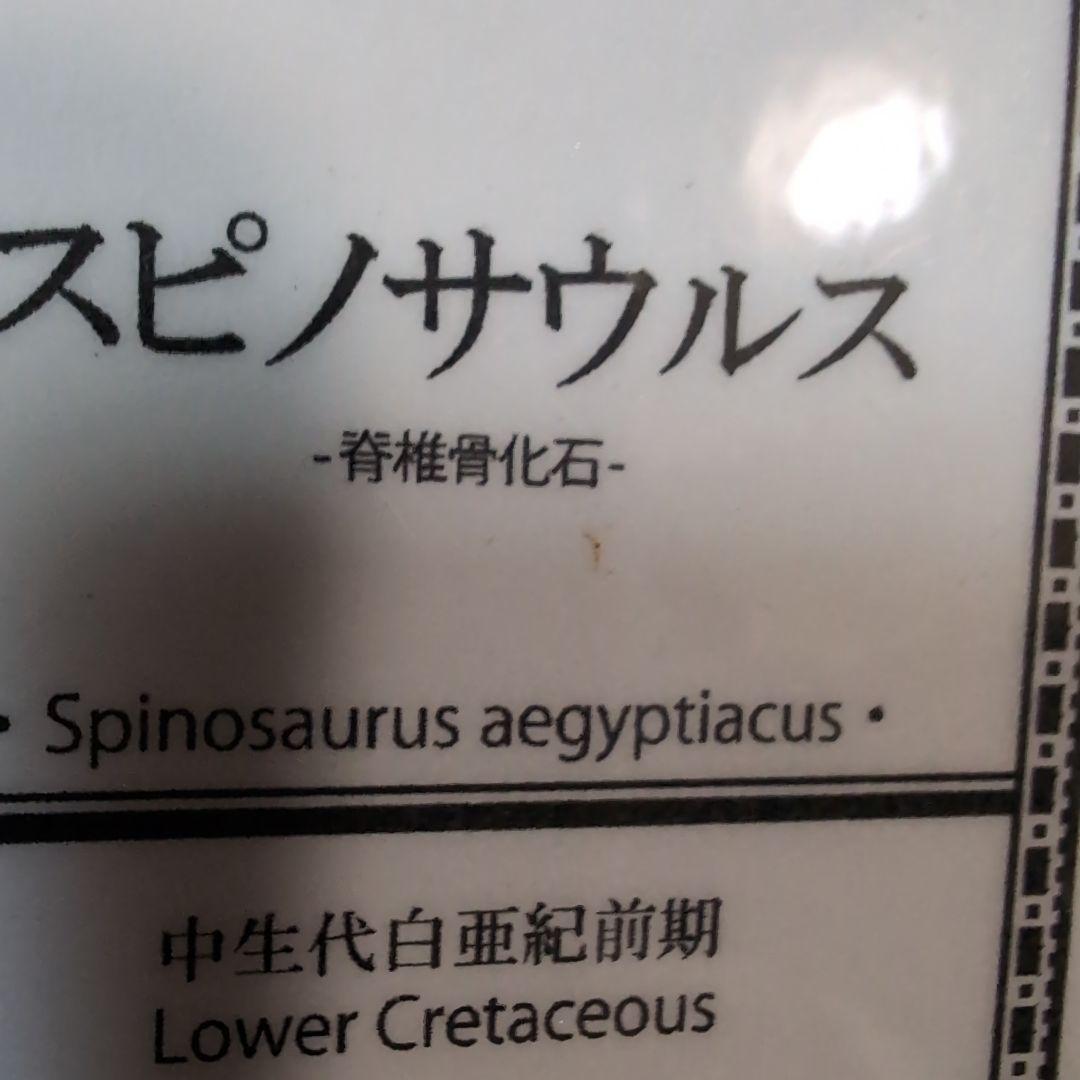 本物　スピノサウルス　骨化石　ラベル　台座付き