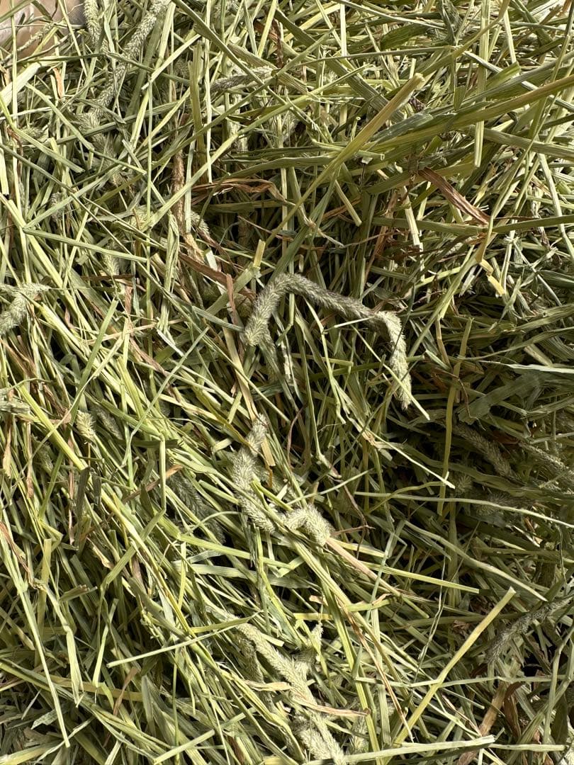 ごろう」チモシー　22キロ　ヘイキューブ6キロ