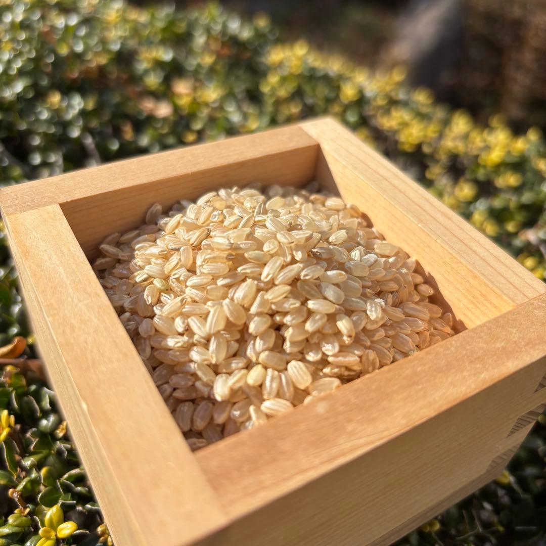 日本晴　自然栽培　玄米　20kg