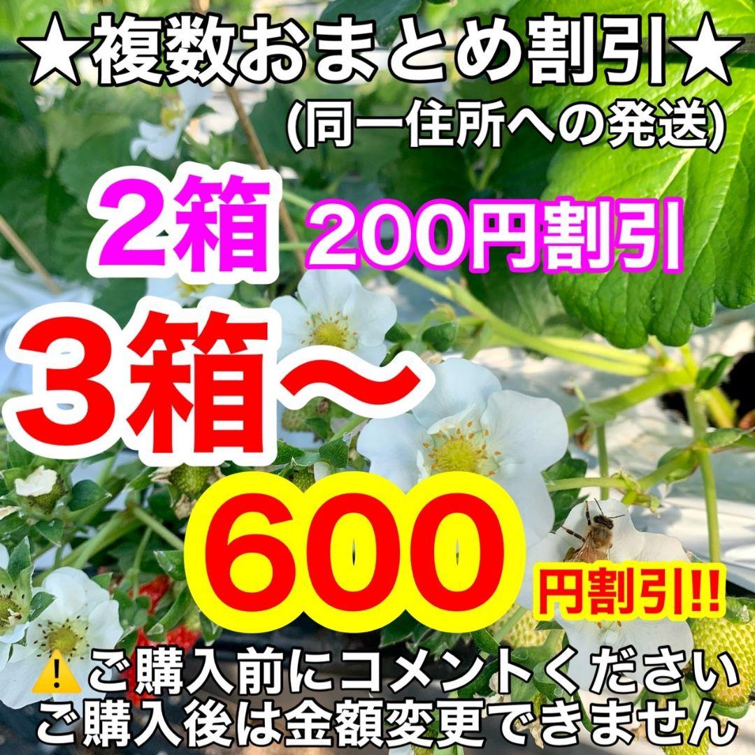 大粒‼️新鮮朝採りかんちゃん農園の甘いいちご