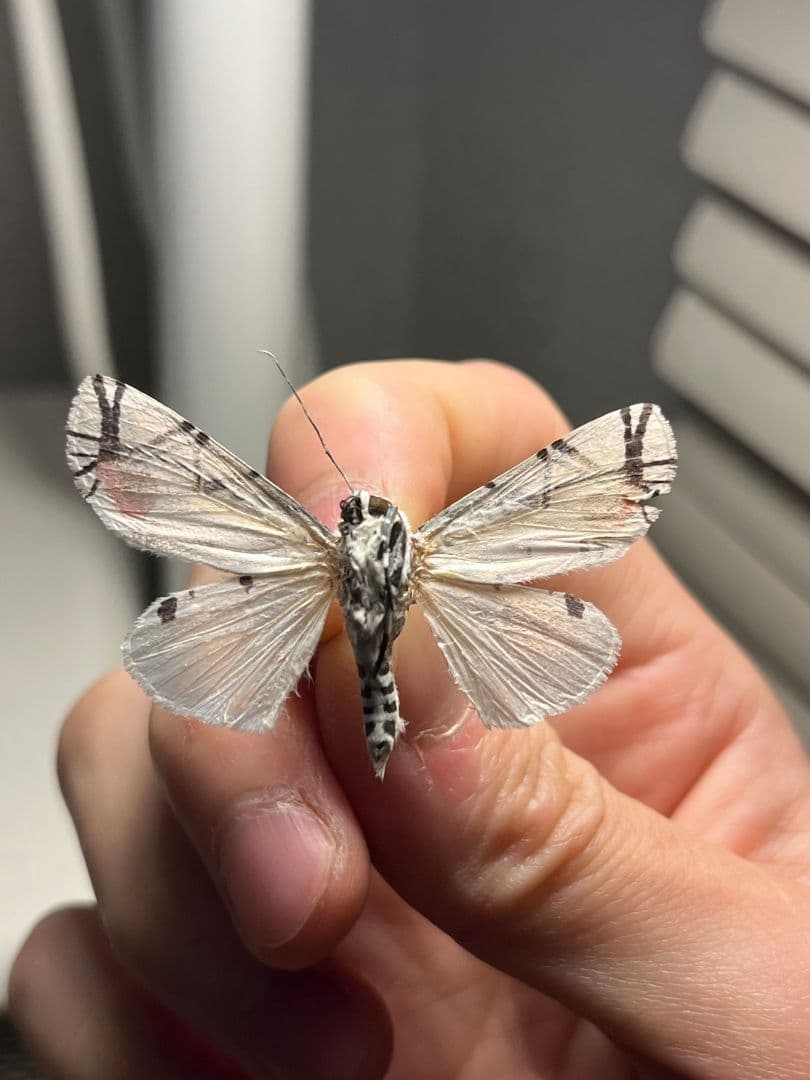 【初展翅C品】ピカソモスタナバタユタカヤガ蛾ルナモスミズアオ