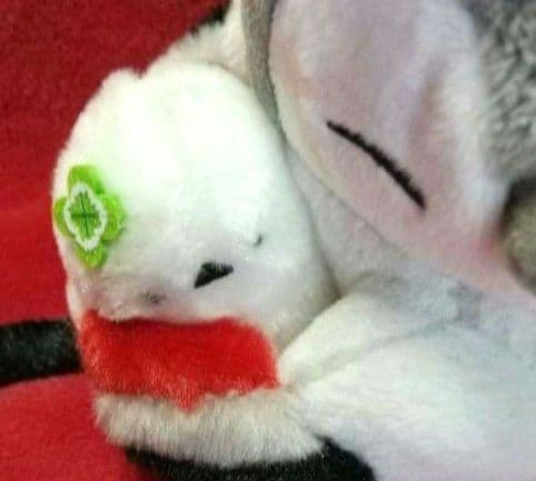 コウペンちゃん 邪エナガちゃん だいすき！な だっこぬいぐるみ