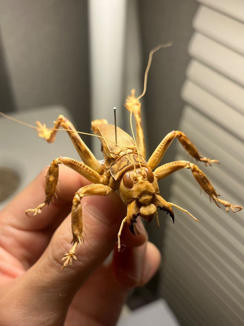 【成虫】マキバネコロギス 昆虫標本バッタ キリギリスコロギスリオック直翅類