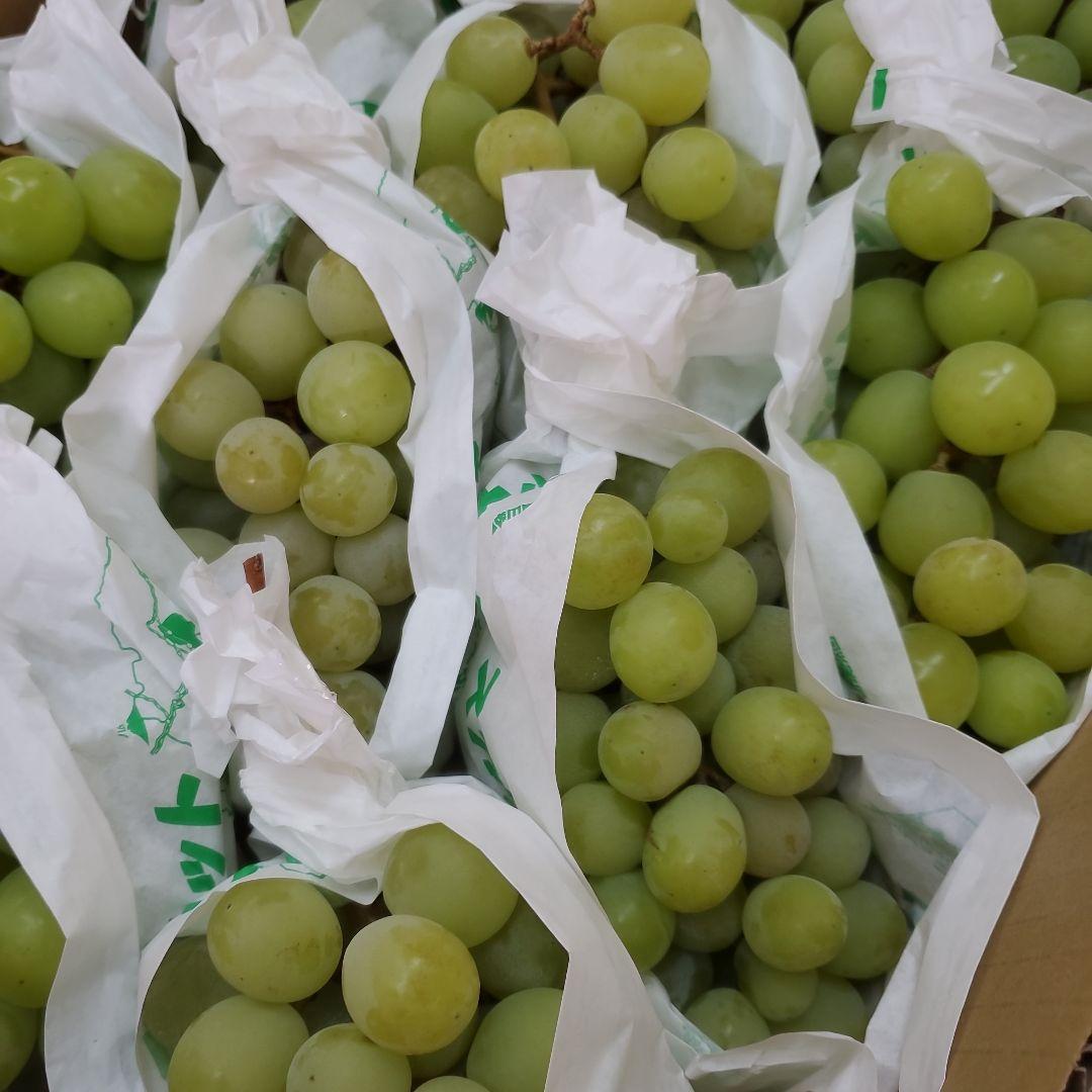 2️⃣山梨県産 シャインマスカット１２房入り 箱込み5.7キロ