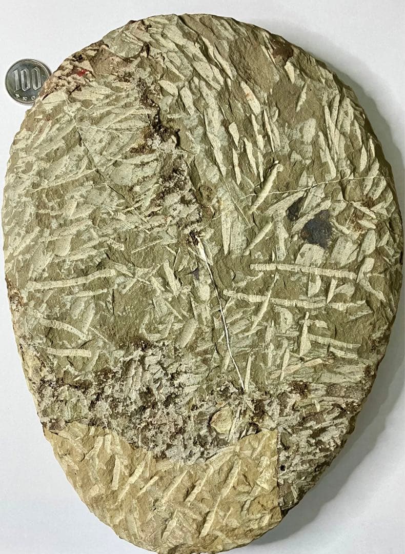 三葉虫化石(大型)　コロラド産