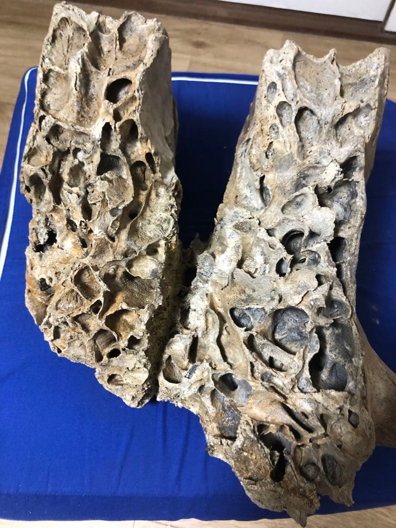 マンモス化石　博物館級　upper molar with M2