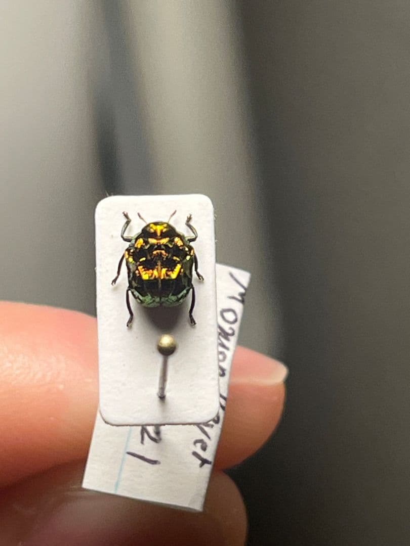 【4mm】コブハムシ 赤銅色 コメツキムシ昆虫標本甲虫タマムシスハンダエコガネム