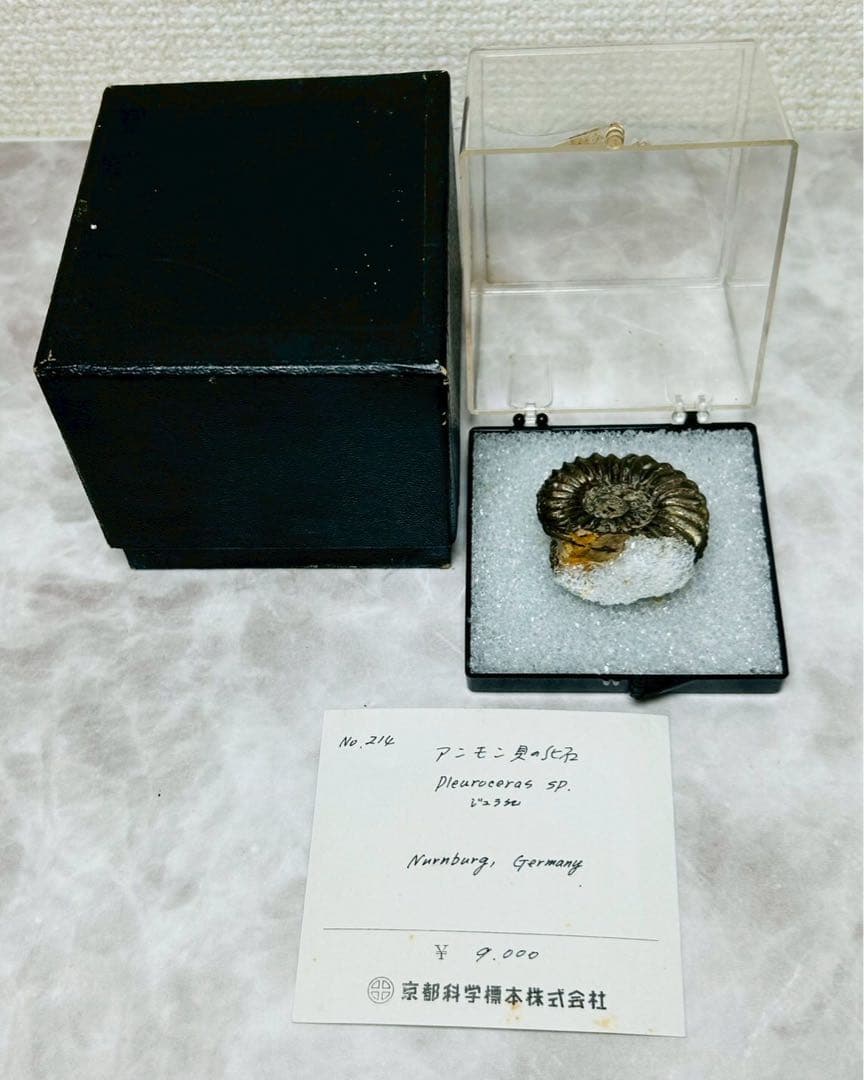 アンモン貝の化石　ドイツ　ニュルンベルク ジュラ紀　【11101m】