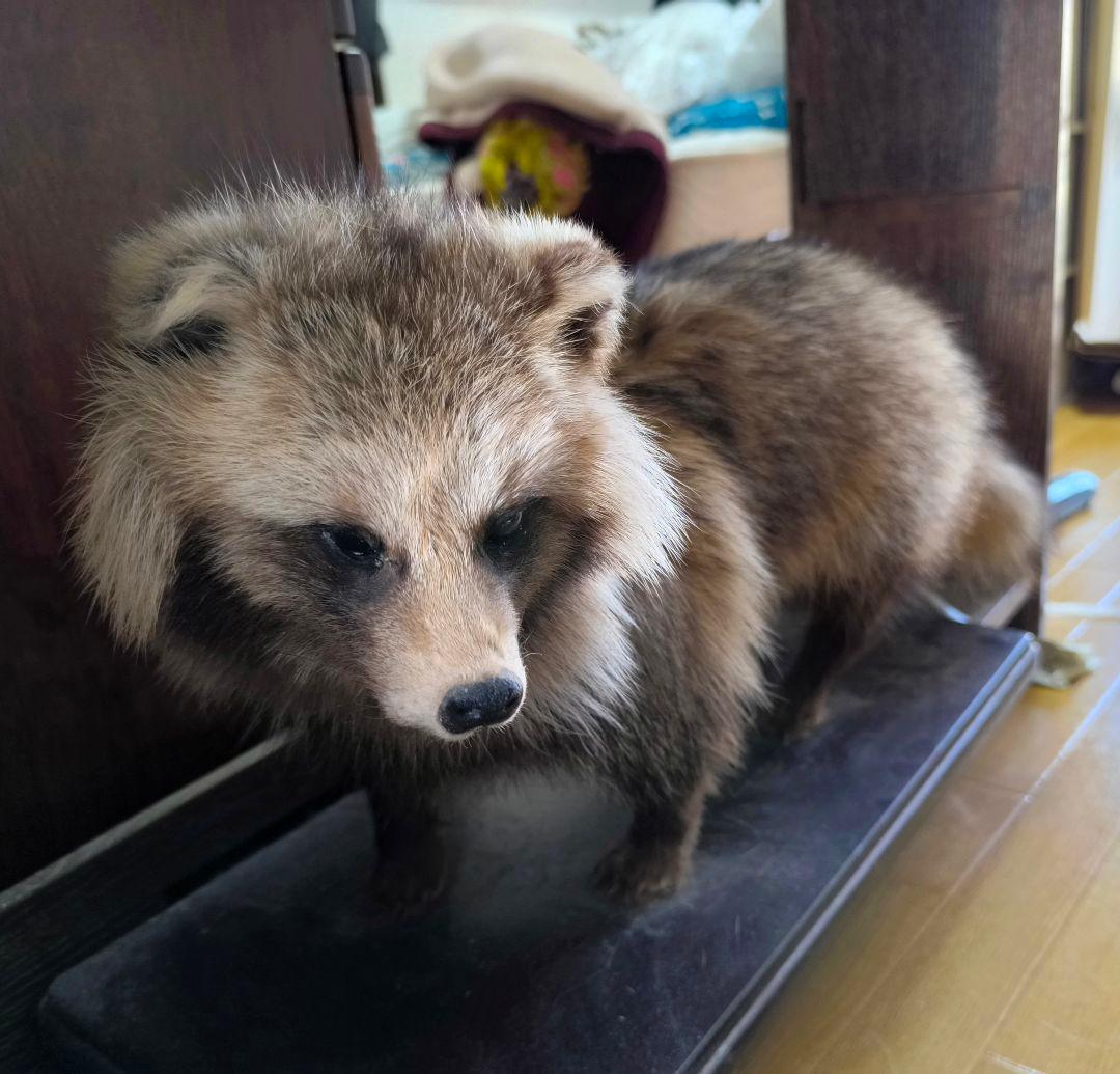 【最終値下】タヌキの剥製【6/25(水)まで】