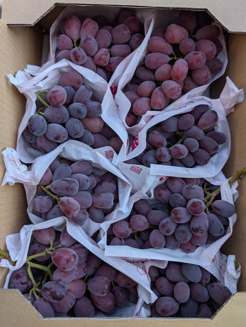 山梨県産ぶどう　美和姫　レッドシャインマスカット8房入り箱込み約5.4kg