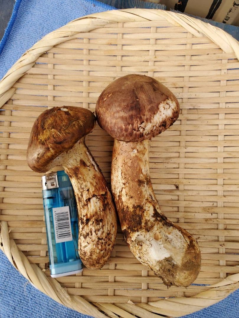 岩手県産久慈市産【高級、松茸】153g