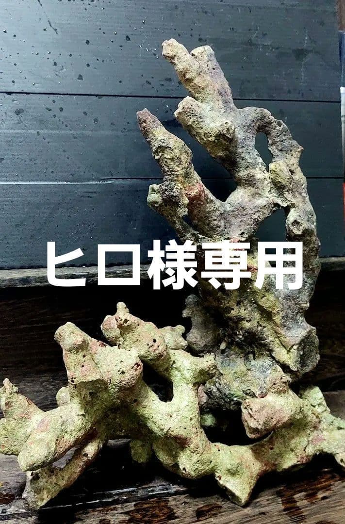 天然ライブロック サンゴ　枝塊　25cm 2点