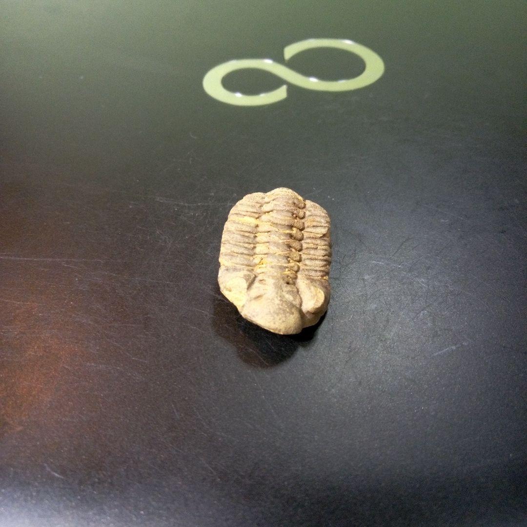三葉虫　化石　fossil　ボリビア産　トライロバイト　Fossil番号⑧