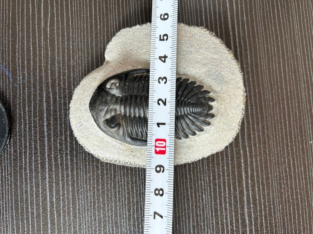 三葉虫モロッコ①ホラドプスhollardops Burtandmimiae