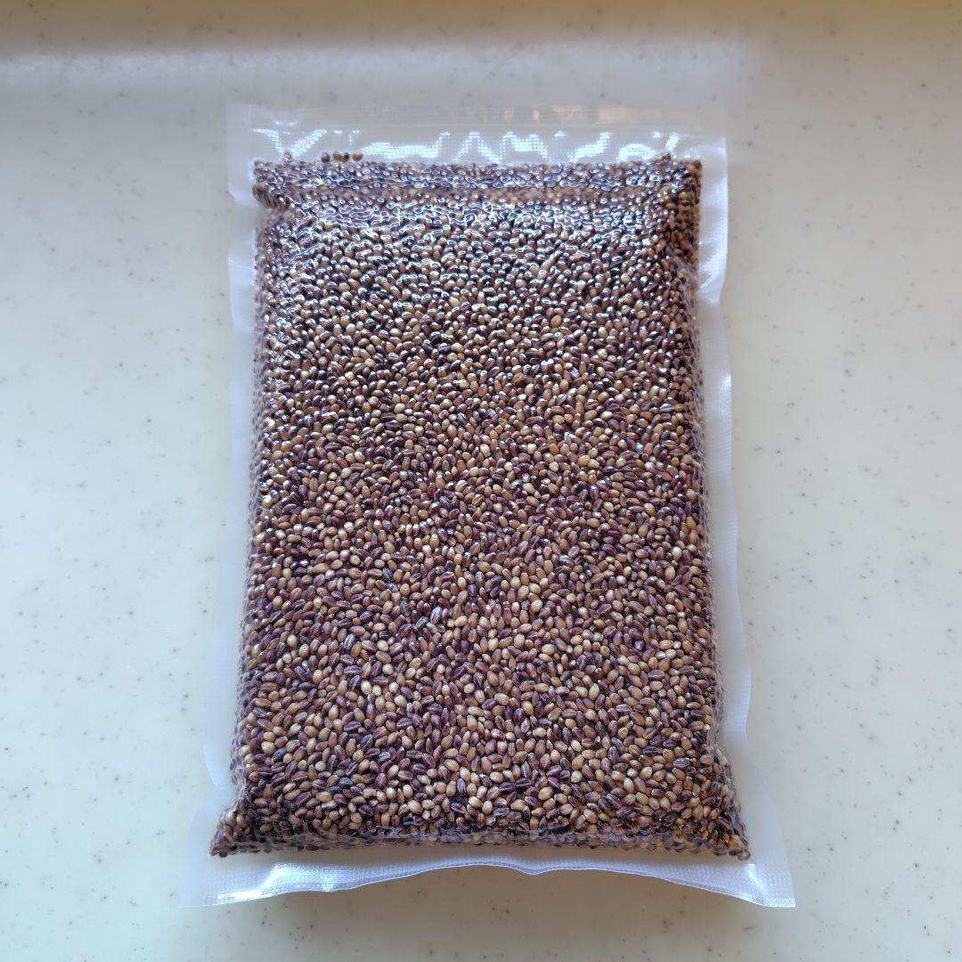 もち麦10kg 紫もち麦 ダイシモチ 美味しく食べやすく精麦済