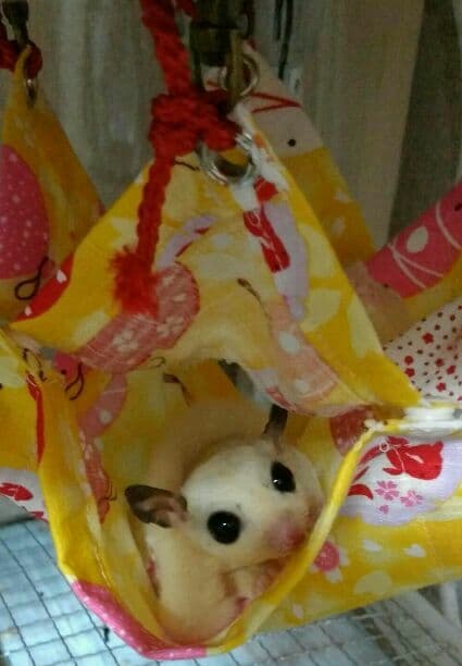 モモンガハウス(ハリネズミ柄Ver.3・ほし)  春(夏)秋仕様  1850円