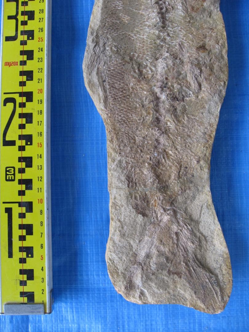 化石　B-16　D-10　D-11