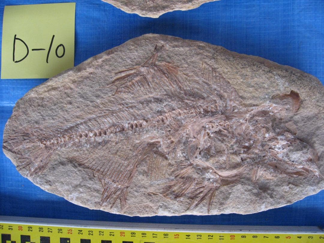 化石　B-16　D-10　D-11