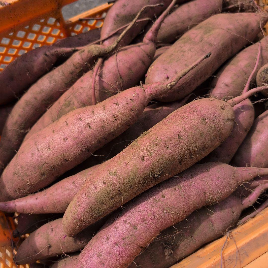 千葉県産　さつまいも　紅はるか　20キロ　優品　M.L