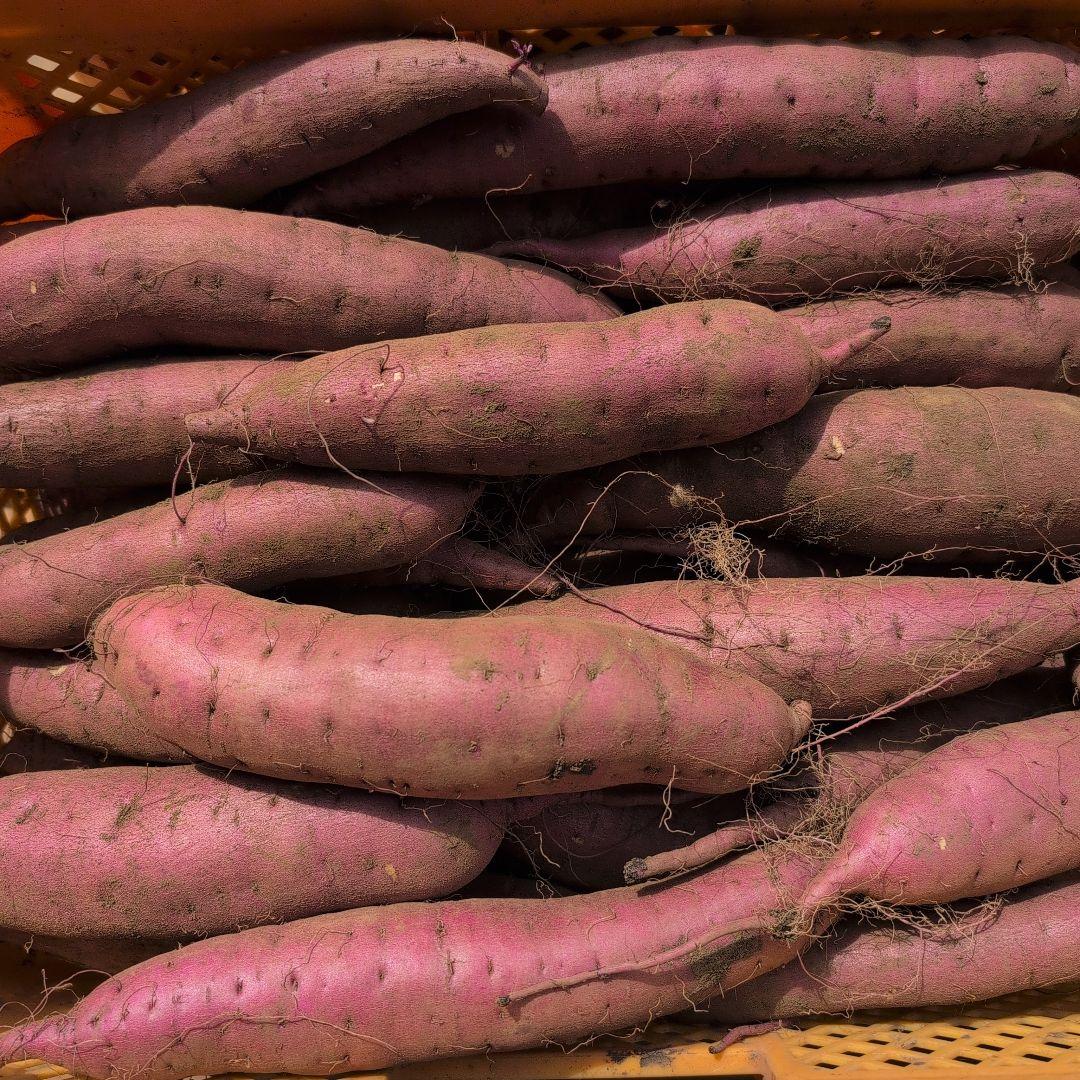 千葉県産　さつまいも　紅はるか　20キロ　優品　M.L
