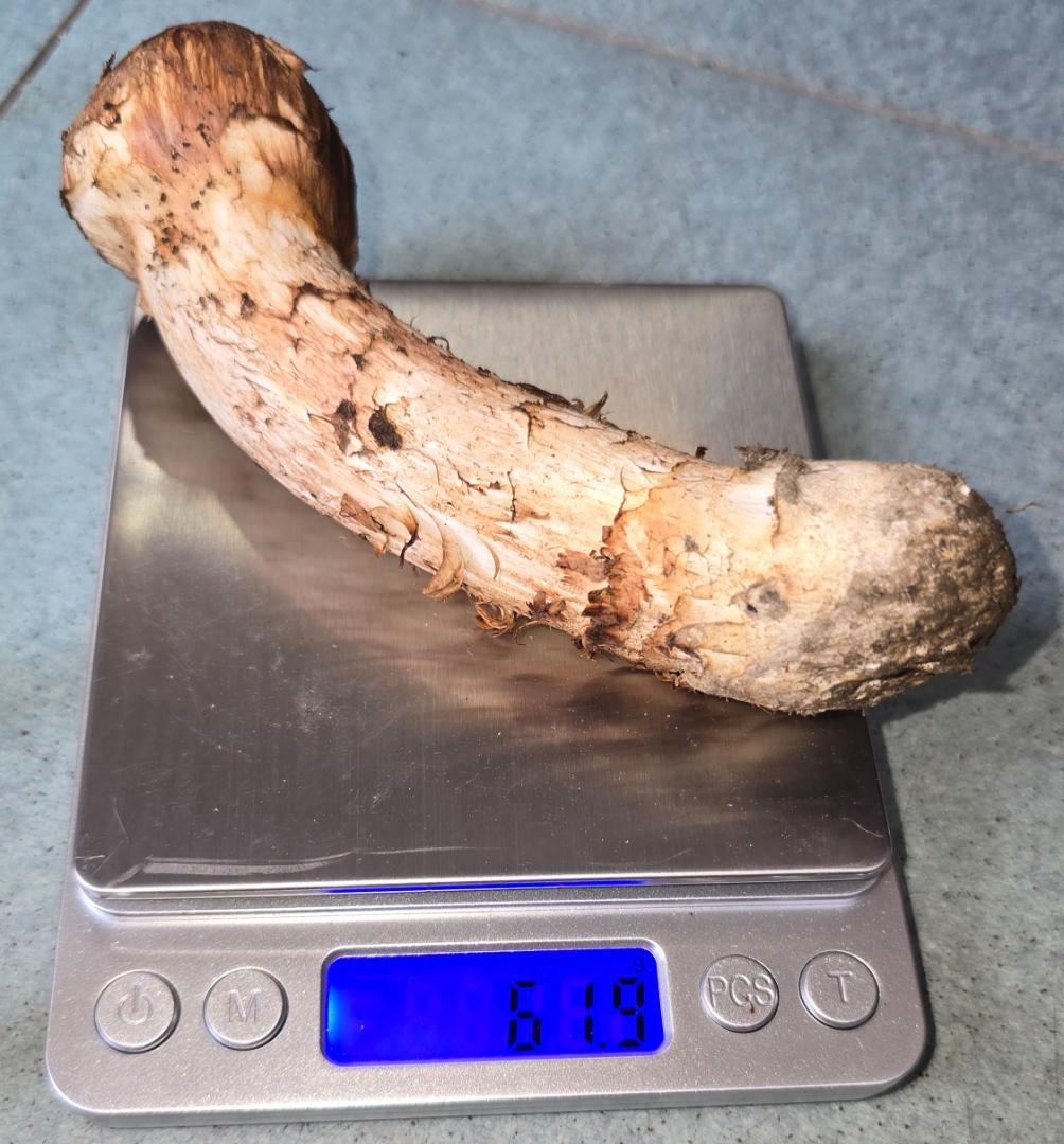 松茸 岩手県産 365g　10月18日獲れ