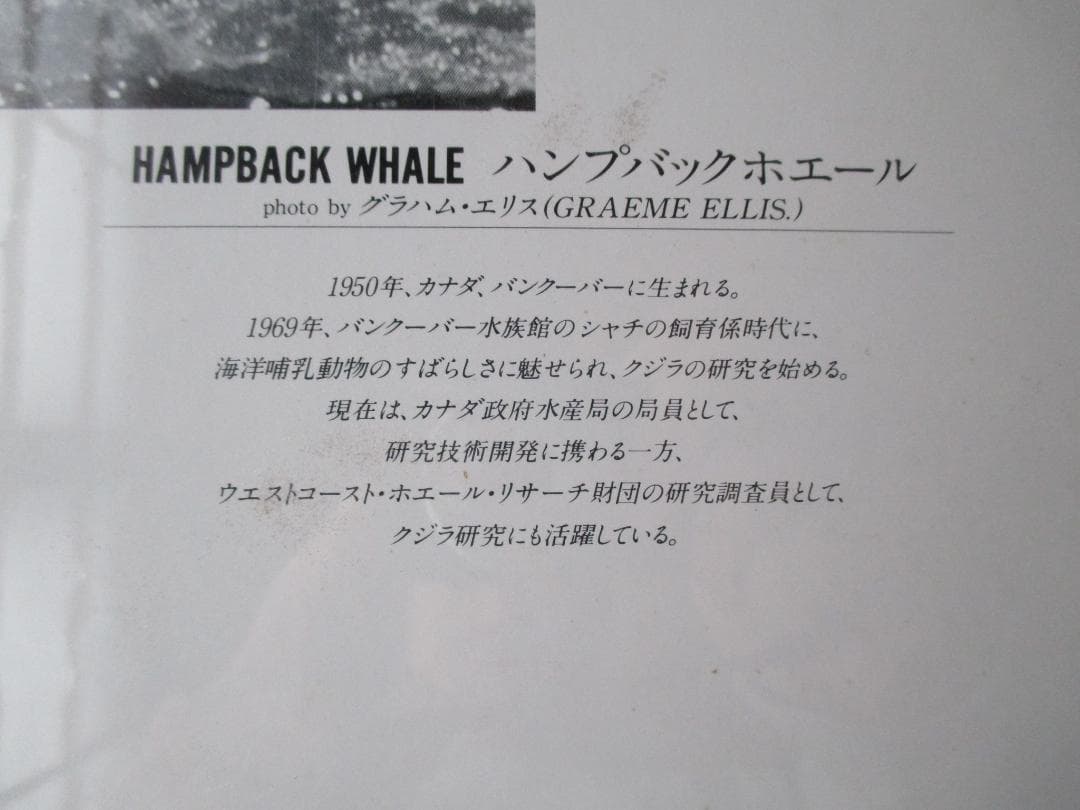 ビンテージパズル ◎アナザーワールド◎鯨ハンプバックホエール1000P未開封