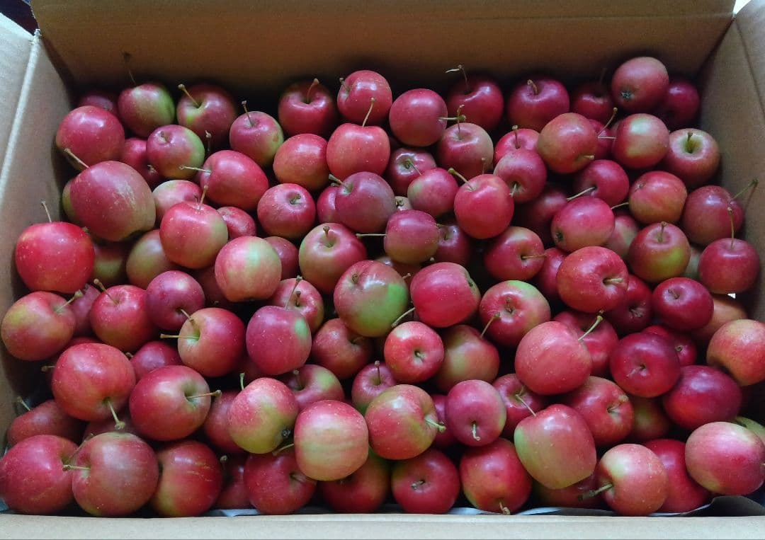 【ま】姫りんご　アルプス乙女　新潟県産　12kg