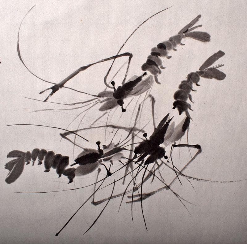 中国　掛軸　斉白石　水墨画　海老図　C　4142B