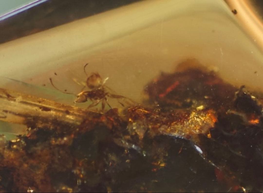 メキシコ産 天然琥珀（アンバー）昆虫入り 約2,300万年前 希少標本