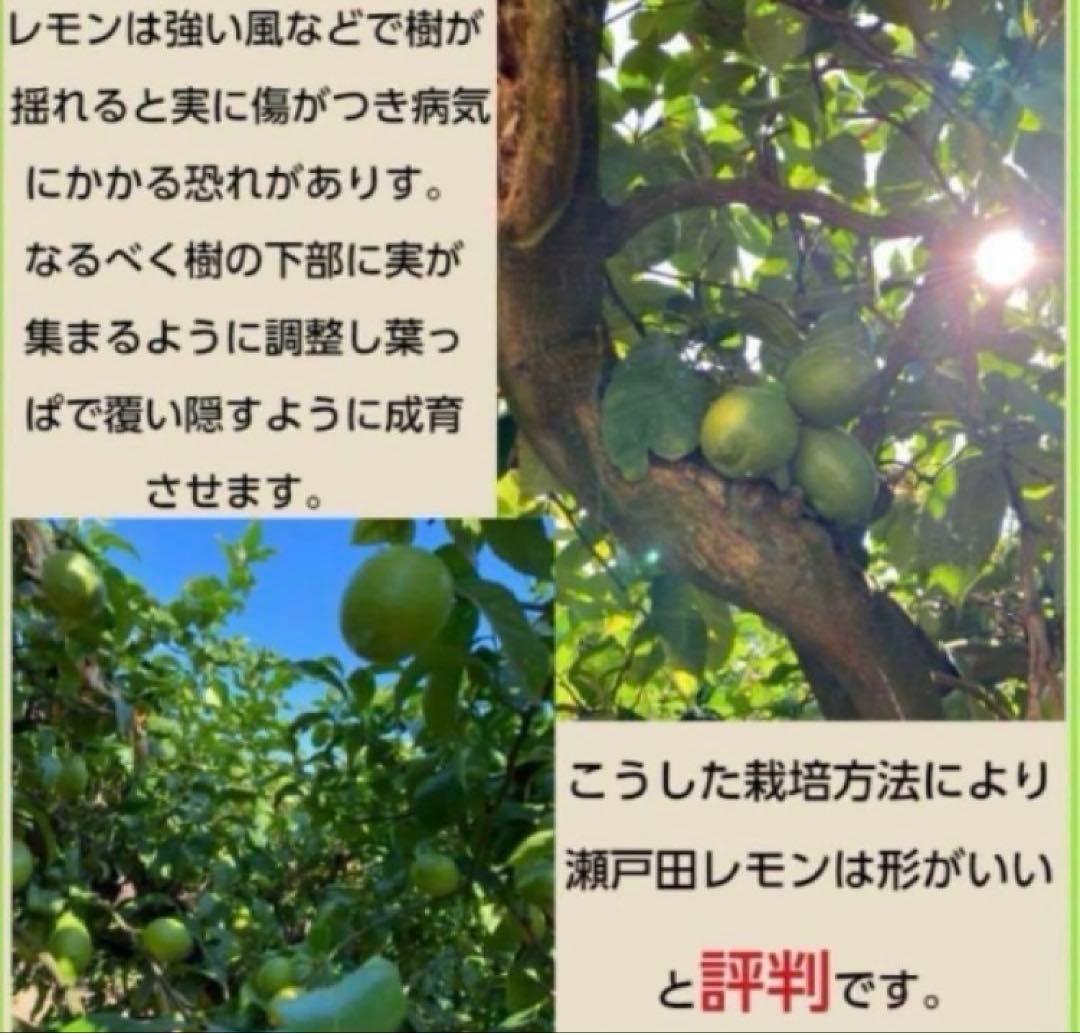 酵素栽培　小粒ちゃん　ネーブル 瀬戸田　広島県　皮も食べてオランジェット 国産