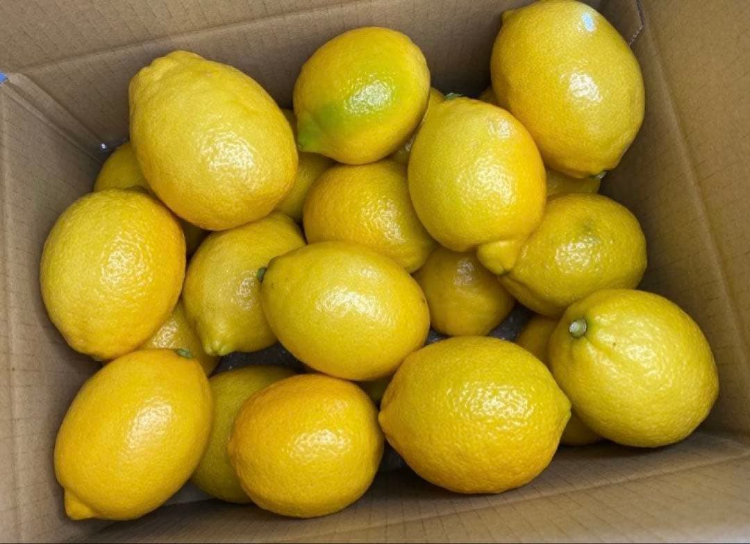 酵素栽培　小粒ちゃん　ネーブル 瀬戸田　広島県　皮も食べてオランジェット 国産