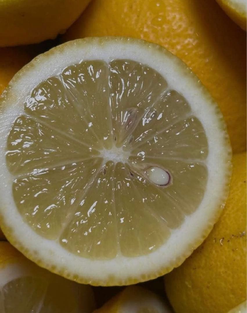 酵素栽培　小粒ちゃん　ネーブル 瀬戸田　広島県　皮も食べてオランジェット 国産