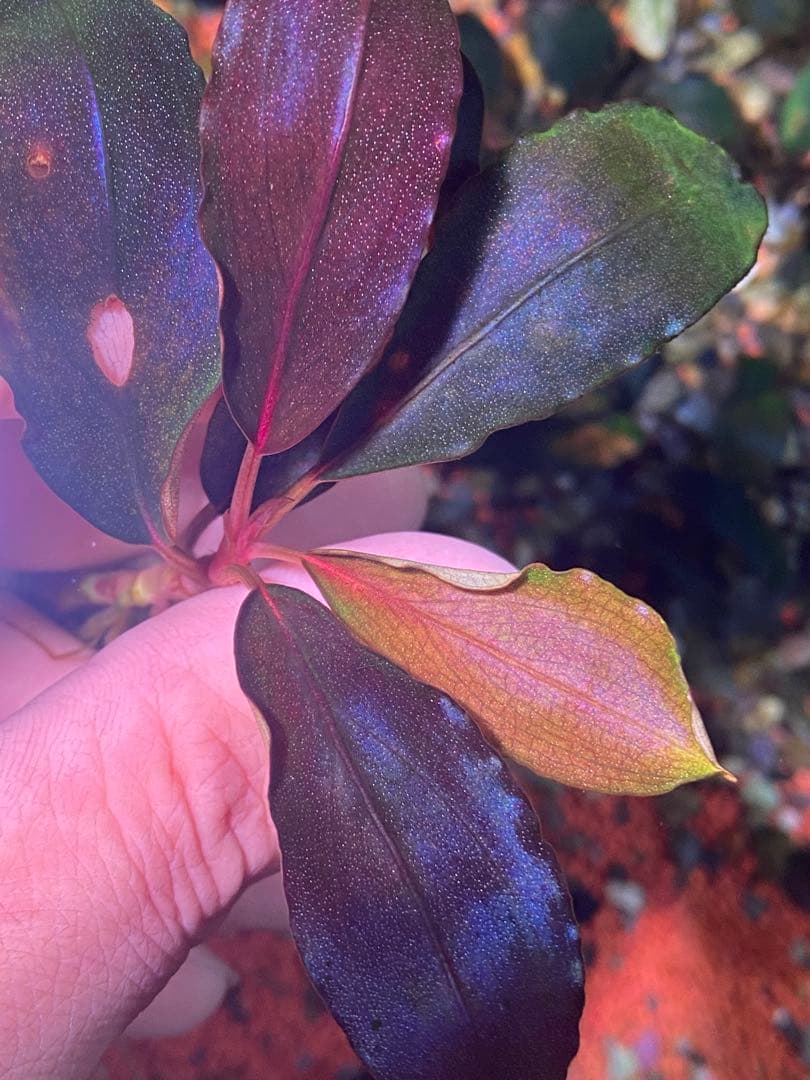 ブセファランドラsp. ブラウニー ディープパープル