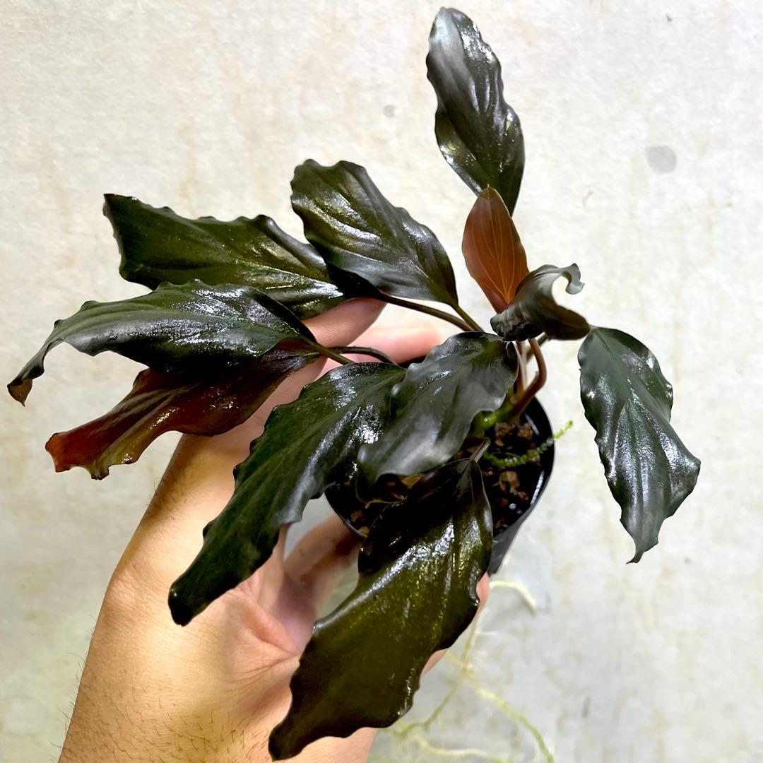 ◆特◆フルタドアsp.レッドナロー 2022年 神畑便 #ブセさかな屋