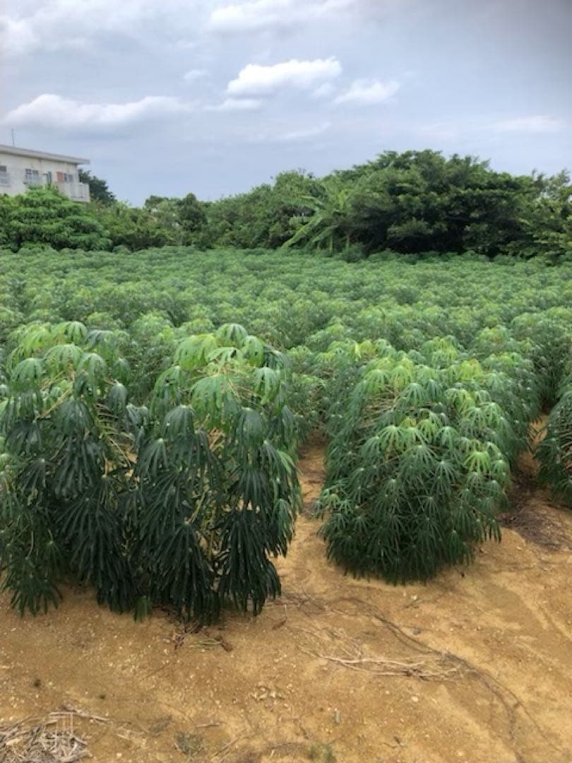 徳之島産キャッサバ生芋イエロー20キロ入り Xmas値下げ中12/20〜26まで