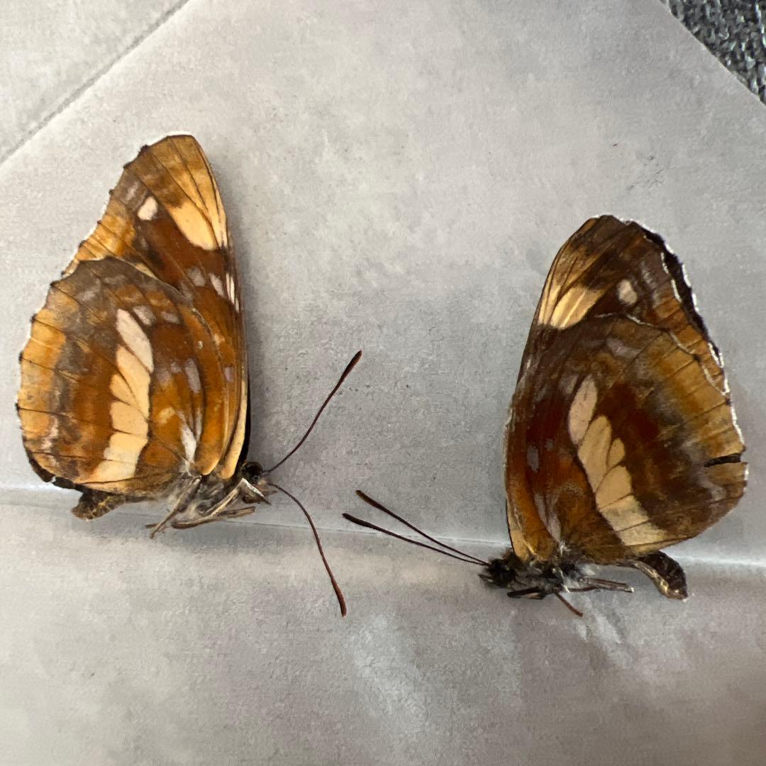 ノミオンを含むモンゴル産　三角紙標本7頭セット