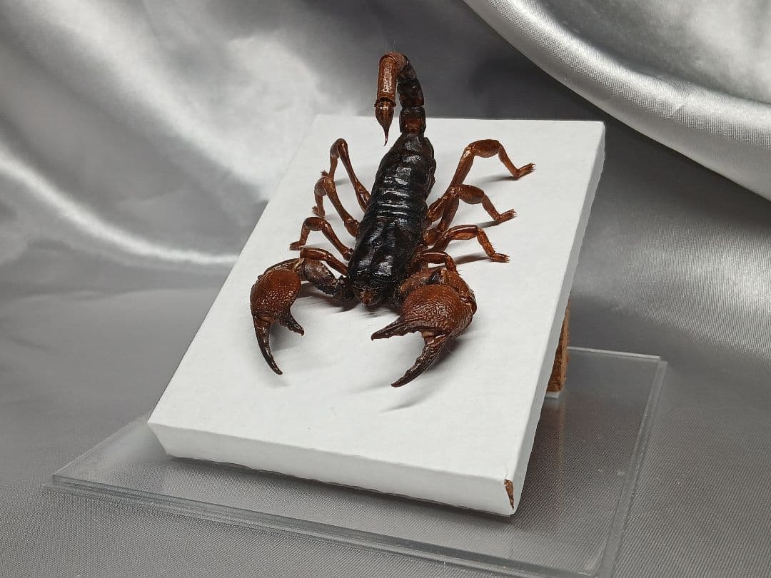 レッドクロースコーピオン　立体標本