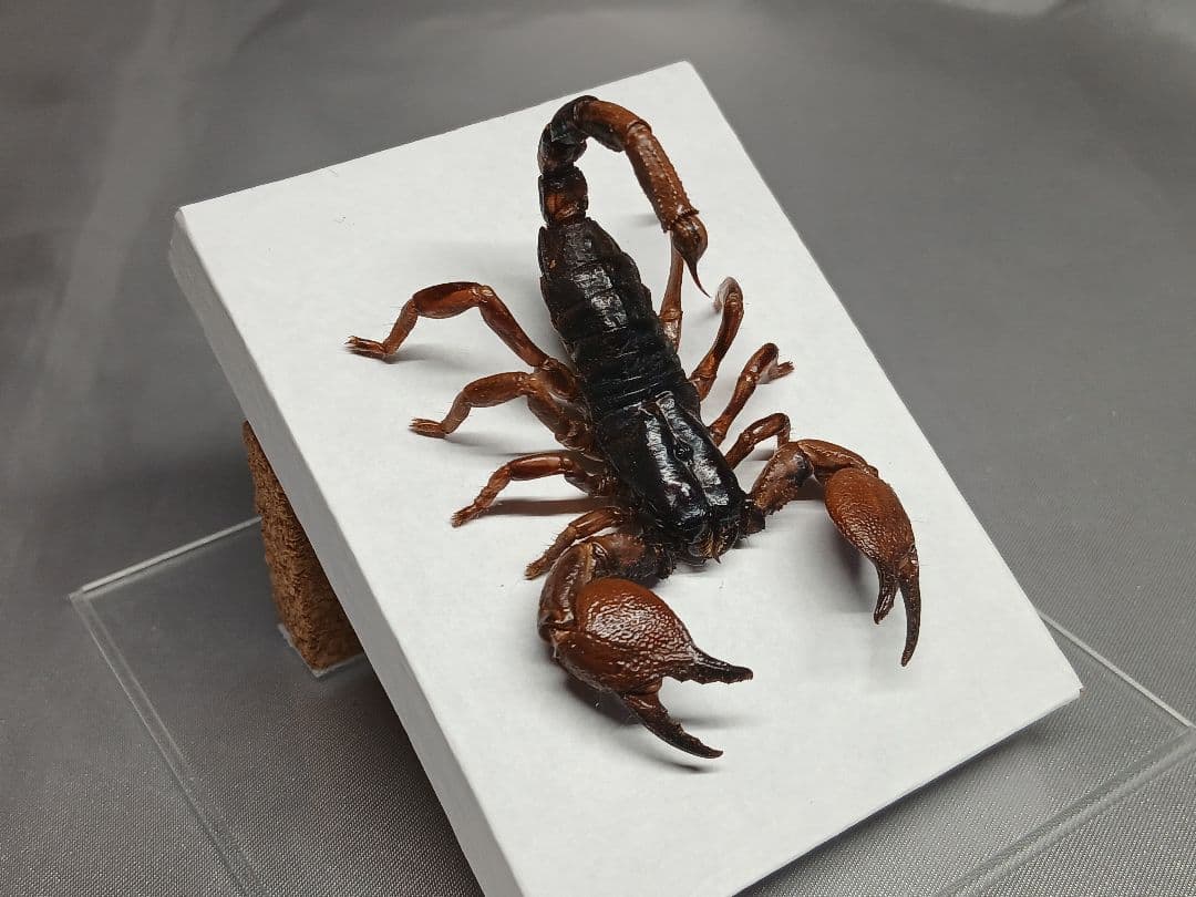 レッドクロースコーピオン　立体標本