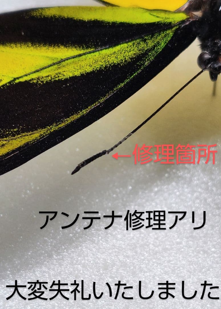 ソロン産チトヌス トリバネアゲハ標本♂113mm 触角修理有 ☆緑色美麗金紋有