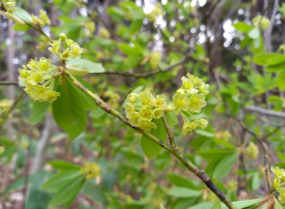 【あられ】クロモジおまとめ