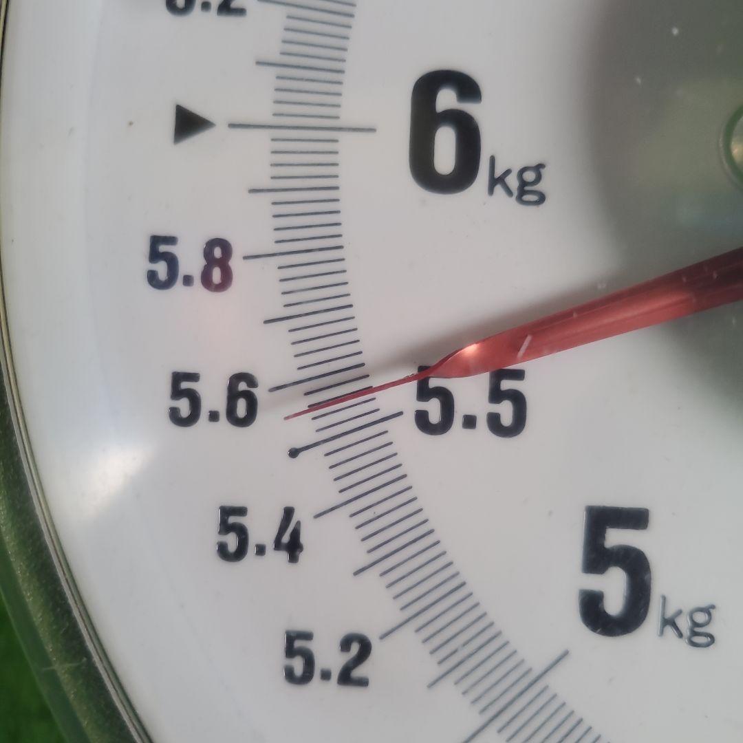 2️⃣ 山梨県産 シャインマスカット ９房入り 箱込み5.5キロ