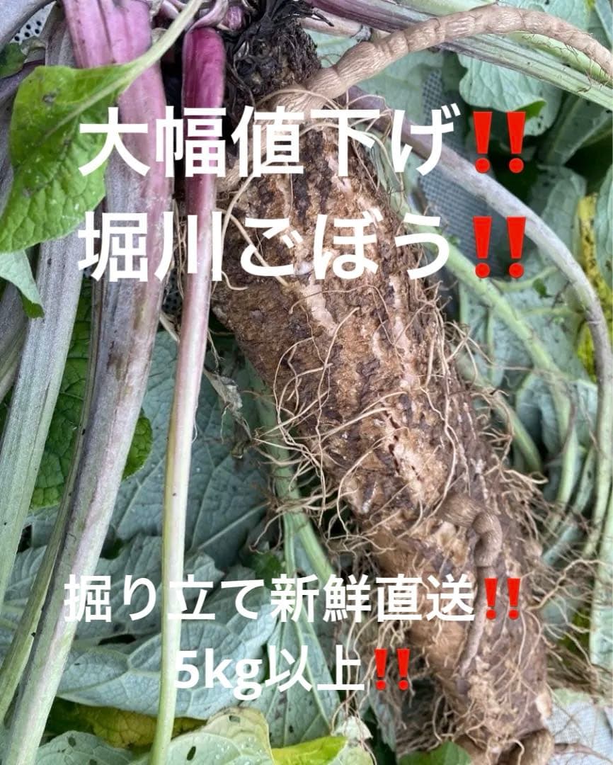 格安‼️堀川ごぼう‼️ 5kg以上‼️掘り立て新鮮直送‼️