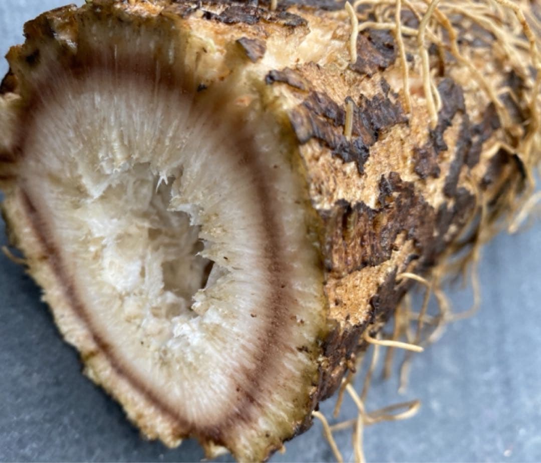 格安‼️堀川ごぼう‼️ 5kg以上‼️掘り立て新鮮直送‼️